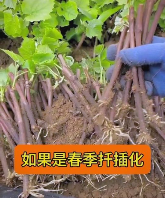 扦插时间决定成败：不同植物与扦插方式的最佳时机全解析
