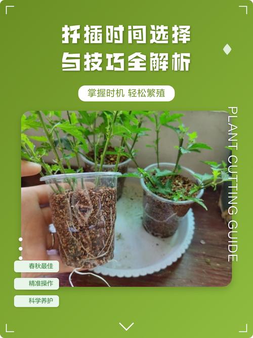 扦插时间决定成败:不同植物与扦插方式的最佳时机全解析 二、常见植物最佳扦插时间对比(以中国中部地区为例,其他地区需根据物候调整)