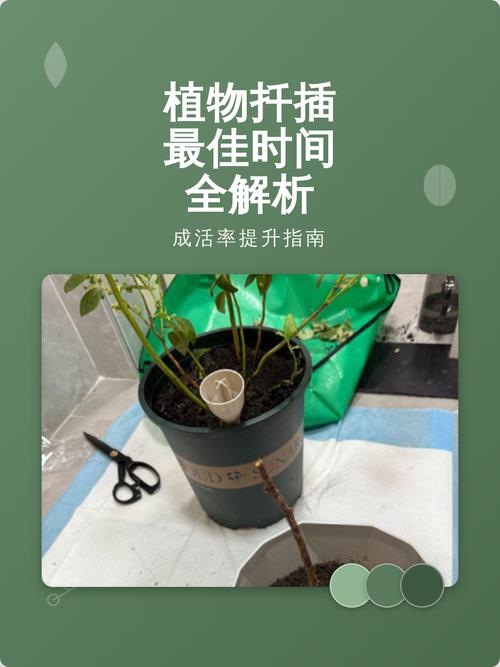 扦插时间决定成败:不同植物与扦插方式的最佳时机全解析 四、判断扦插成功的标志与移栽时机
