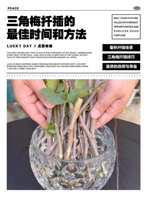 扦插时间决定成败:不同植物与扦插方式的最佳时机全解析 五、常见错误与诊断