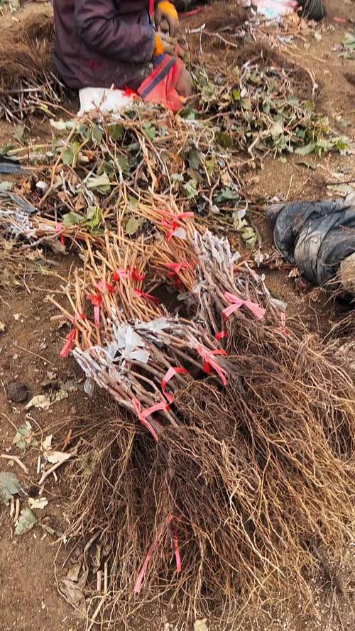 根系与砧木的搭配效果：5BB砧木适合南方多雨区，3309C适合北方干旱区