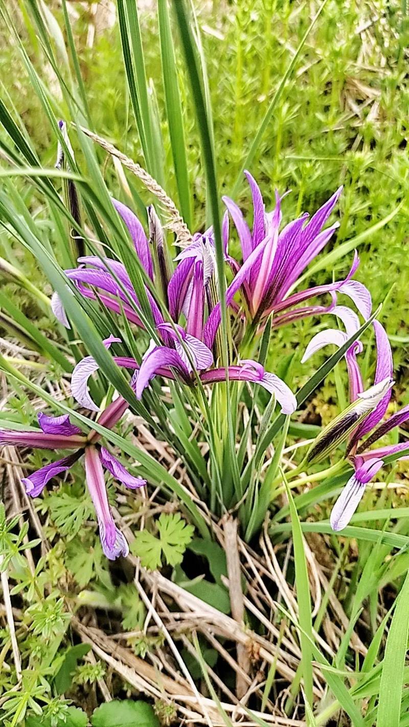 修剪促花系统指导