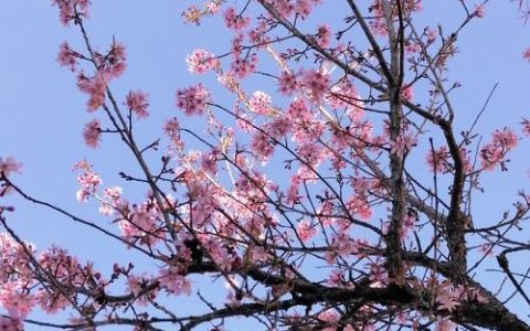 可以触碰你的樱花深处吗——园艺师教你如何让庭院樱花绽放极致之美
