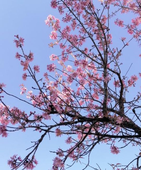 可以触碰你的樱花深处吗——园艺师教你如何让庭院樱花绽放极致之美