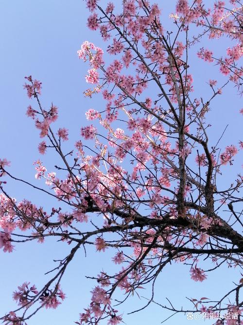 可以触碰你的樱花深处吗——园艺师教你如何让庭院樱花绽放极致之美