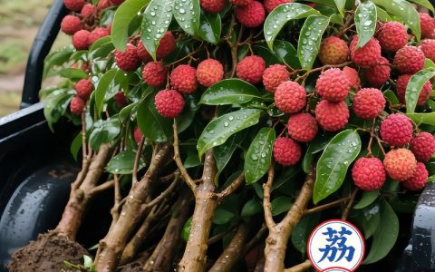 北方能栽荔枝树吗？答案：露地不可能，但盆栽可实现观赏与结果