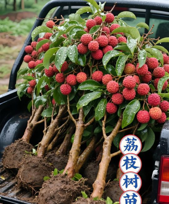 北方能栽荔枝树吗？答案：露地不可能，但盆栽可实现观赏与结果
