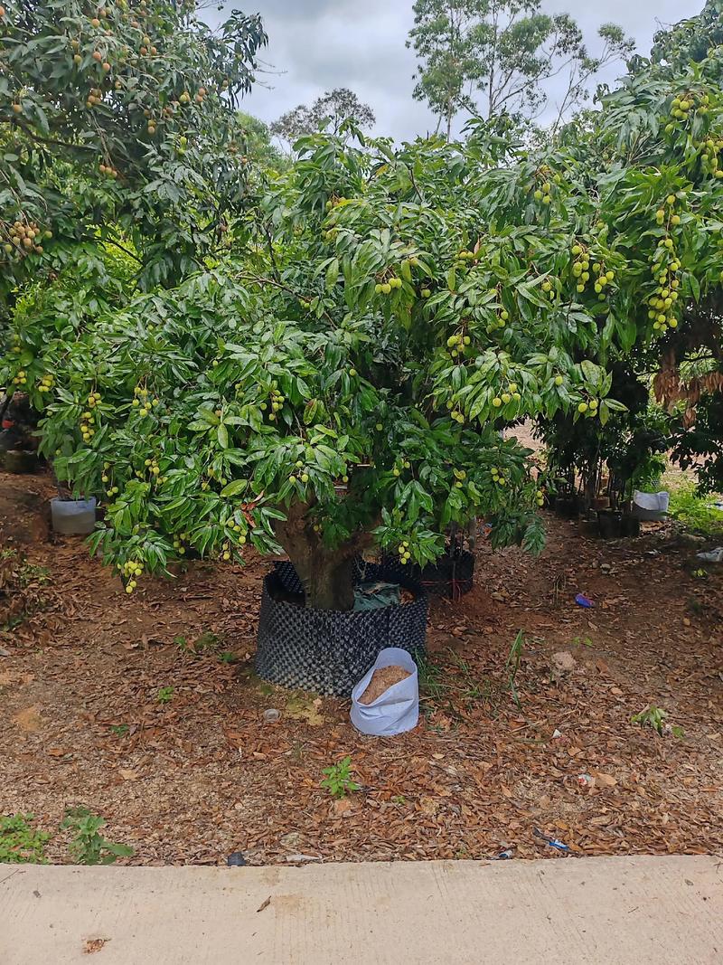 总结：北方能否种荔枝树？