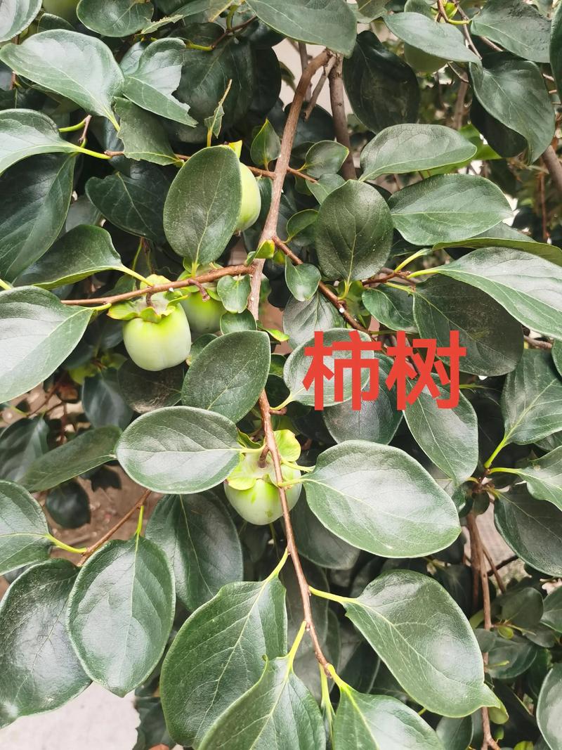 二、风水讲究：位置比品种更重要