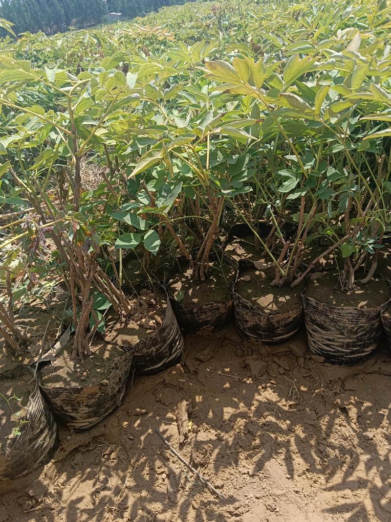 牡丹苗采购渠道指南:如何科学选择供应商,避开虚假渠道与低质苗木 第三步:根系健康评估与运输装车方案