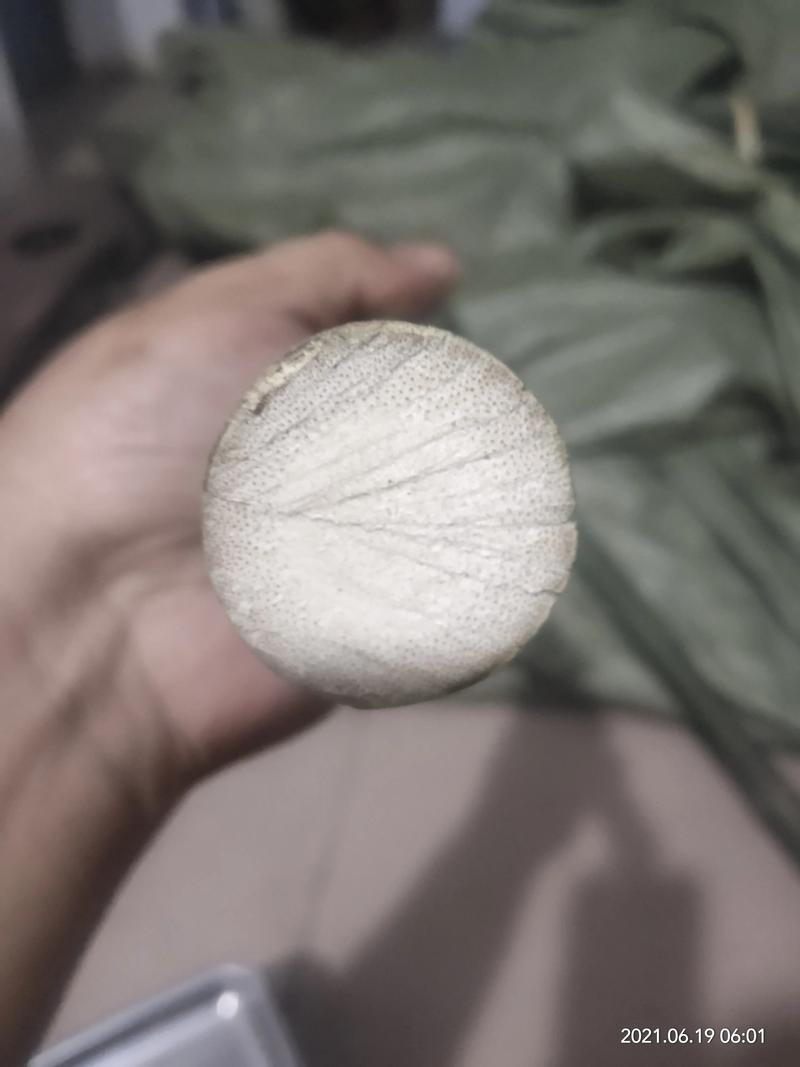 实心竹苗多少钱一棵?规格、产地、数量影响报价 实心竹苗多少钱一棵?规格、产地、数量影响报价