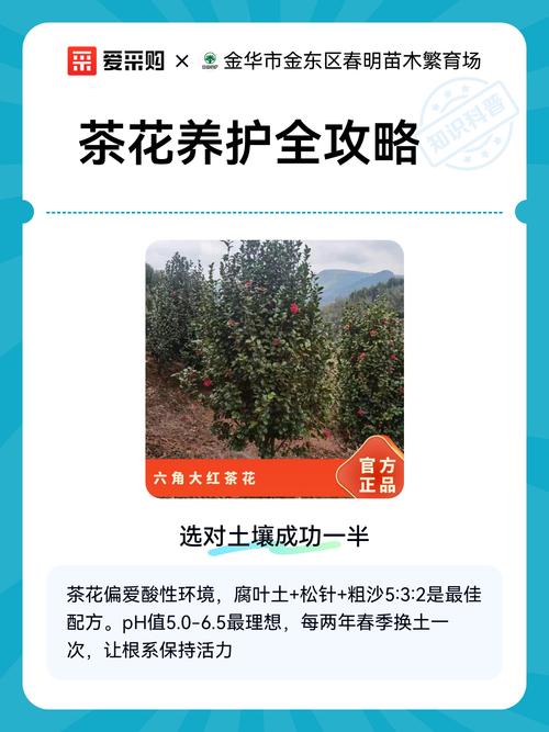 茶花苗哪里的好?2026年茶花选购与养护全攻略 FAQ