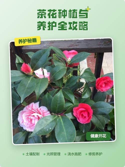 茶花苗哪里的好?2026年茶花选购与养护全攻略 总结