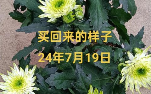 菊花为什么变绿？花色突变、光照异常与养护应对全解析