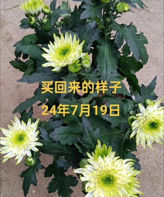 菊花为什么变绿？花色突变、光照异常与养护应对全解析
