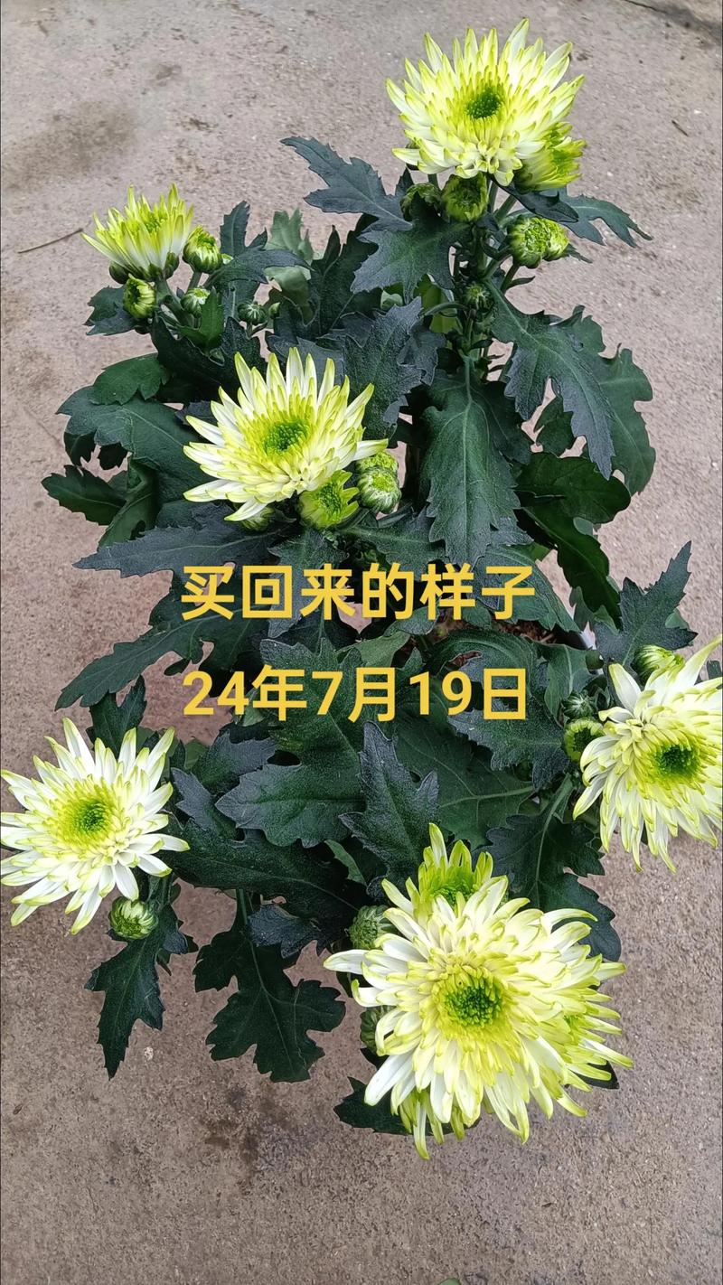 菊花为什么变绿？花色突变、光照异常与养护应对全解析