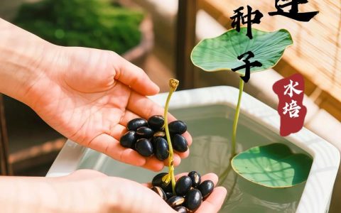 怎么给碗莲种子开口？手把手教你破壳催芽，成活率翻倍
