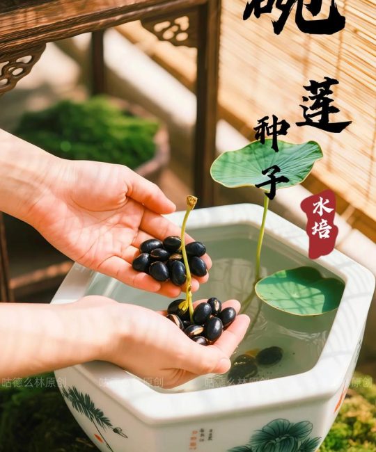 怎么给碗莲种子开口？手把手教你破壳催芽，成活率翻倍