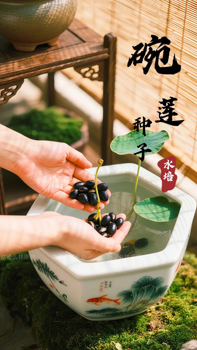 怎么给碗莲种子开口?手把手教你破壳催芽,成活率翻倍 一、为什么必须给碗莲种子开口?