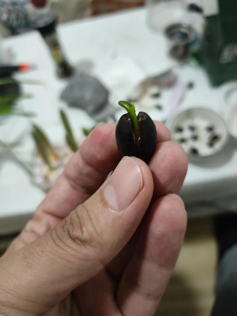 怎么给碗莲种子开口?手把手教你破壳催芽,成活率翻倍 二、找准开口位置:种脐是关键