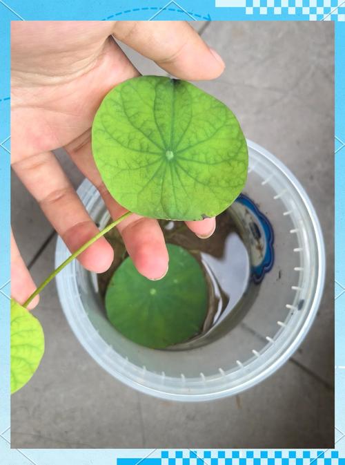 怎么给碗莲种子开口?手把手教你破壳催芽,成活率翻倍 三、用什么工具开口?