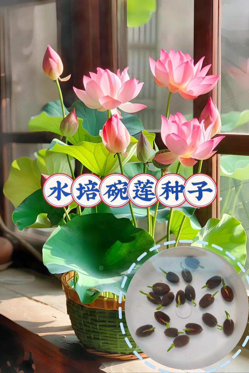 怎么给碗莲种子开口?手把手教你破壳催芽,成活率翻倍 四、详细开口步骤(以指甲剪为例)