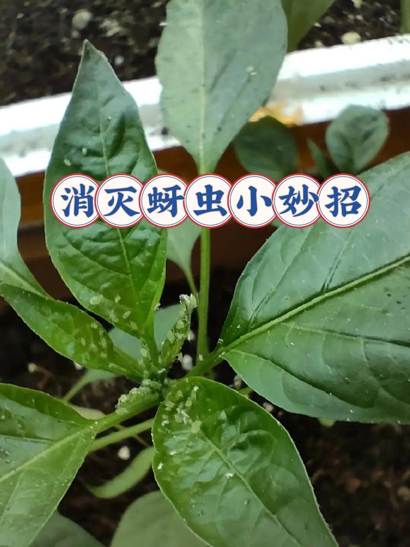 栀子花长蚜虫怎么办?3步防治法让叶片重焕油亮 常见问题解答