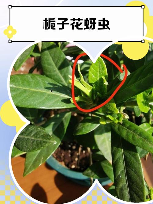栀子花长蚜虫怎么办?3步防治法让叶片重焕油亮 预防大于治疗:日常养护防虫要点